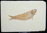 Knightia Fossil Fish - Wyoming #7589-1